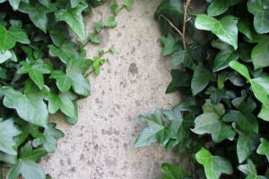 Klätterväxter på din fasadputs.